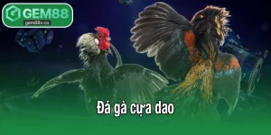 Đá gà cựa dao