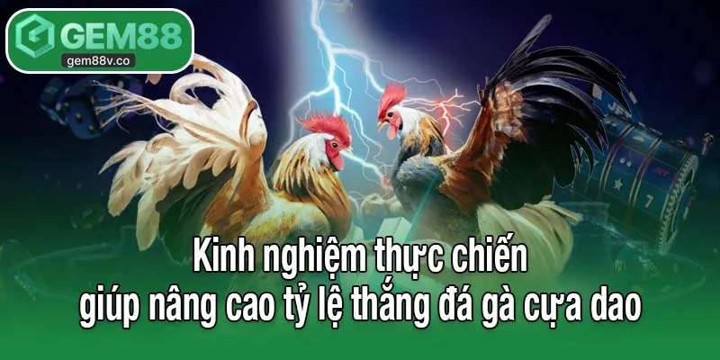 Kinh nghiệm thực chiến giúp nâng cao tỷ lệ thắng đá gà cựa dao